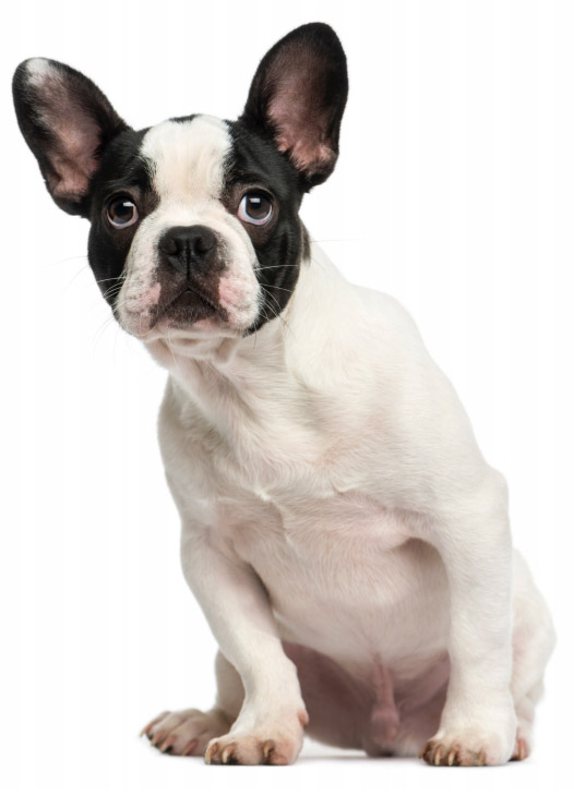 Fashion french bulldog herniated disc surgery cost