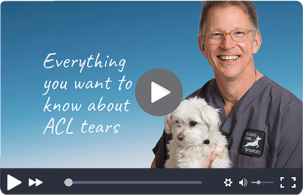 how is a torn acl diagnosed in dogs